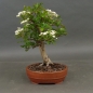 Preview: Bonsai, Crataegus, Weissdorn